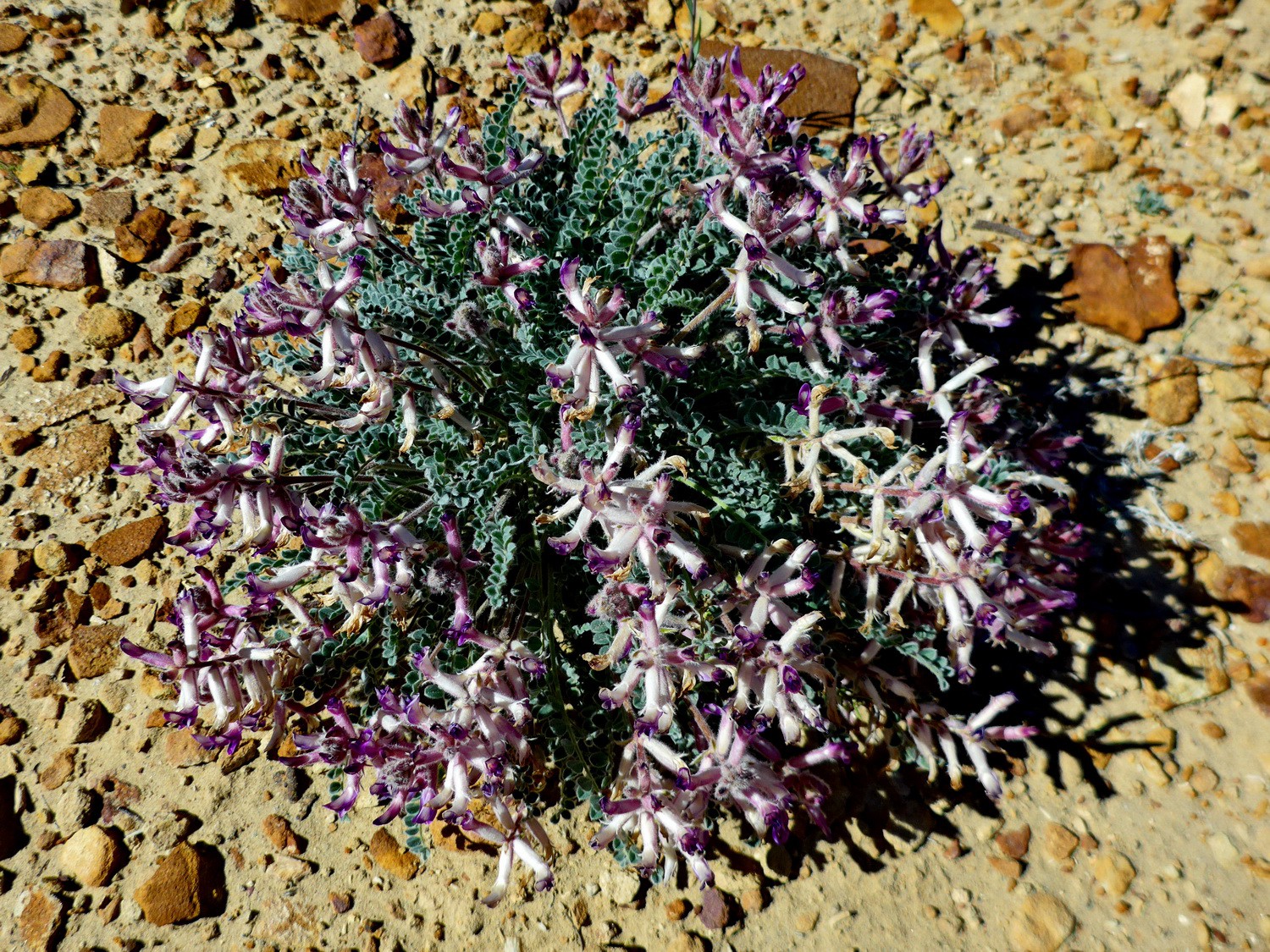 Purple flowers on the Pueblo Alto trail